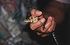 Baby caiman, 26KB