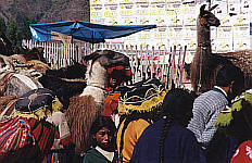 Llamas in the market, 78KB